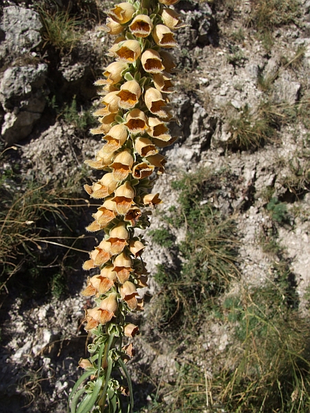 Digitalis ferruginea  / Digitale bruna